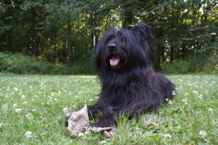 Tiere